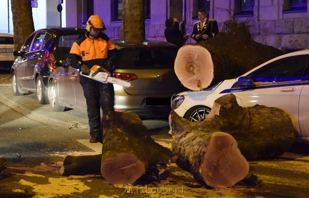 Baum auf PKWs Koeln Mitte Rheinuferstr Goldgasse P089.JPG - Miklos Laubert